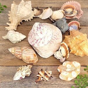 Natural Seashell and Coral Collection 10 shells & clam shells